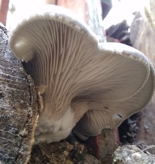 Pleurotus ostreatus