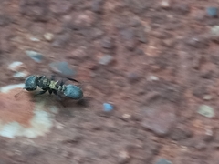 Cephalotes auricomus