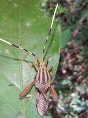 Spathophora