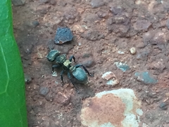 Cephalotes auricomus