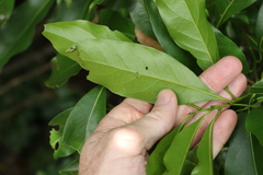 Casearia multinervosa