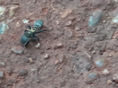 Cephalotes auricomus