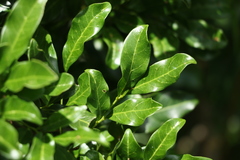 Toechima tenax