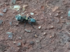 Cephalotes auricomus