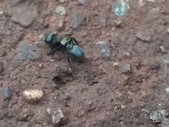 Cephalotes auricomus