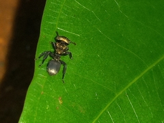 Cephalotes auricomus