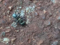 Cephalotes auricomus