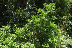 Toechima tenax