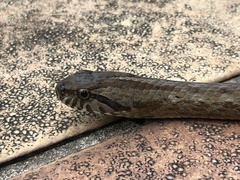 Mesotes strigatus