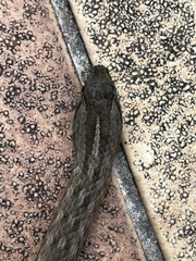 Mesotes strigatus
