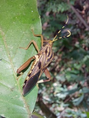 Spathophora
