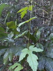Ampelocissus robinsonii