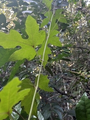 Ampelocissus robinsonii