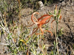 Anisacanthus linearis