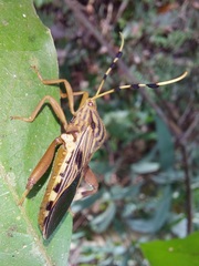 Spathophora