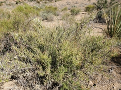 Anisacanthus linearis