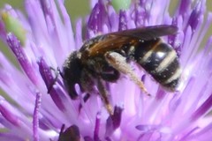 Halictus farinosus