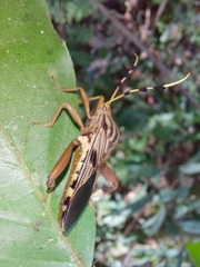 Spathophora