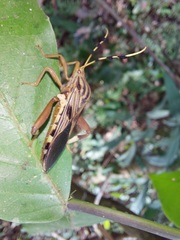 Spathophora