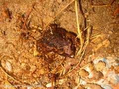 Pristimantis unistrigatus