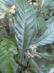 Liriomyza schmidti