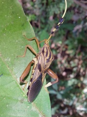 Spathophora