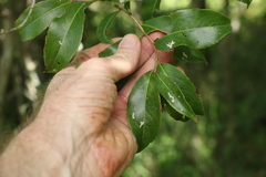 Celastrus subspicatus