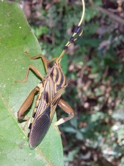 Spathophora