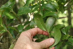 Celastrus subspicatus