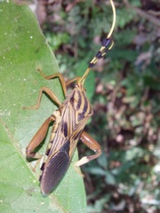 Spathophora