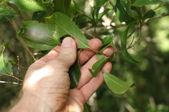 Celastrus subspicatus