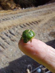 Stethaspis suturalis