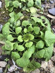 Claytonia perfoliata