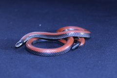 Apostolepis dimidiata