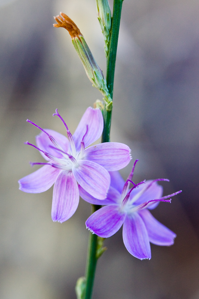 Stephanomeria virgata ssp. pleurocarpa
