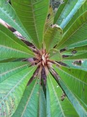 Pouteria sapota
