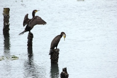 Phalacrocorax carbo