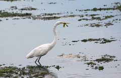 Ardea alba