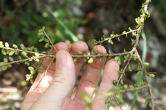 Acalypha capillipes