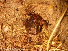 Pristimantis unistrigatus