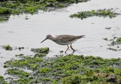 Tringa brevipes