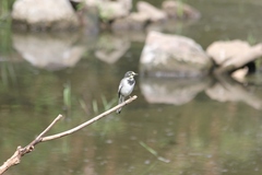 Motacilla alba