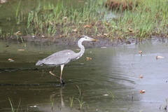 Ardea cinerea