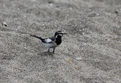 Motacilla alba