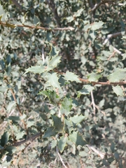 Quercus hinckleyi