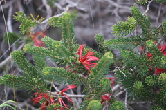 Melaleuca hislopii