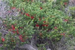 Melaleuca hislopii