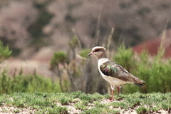 Vanellus resplendens