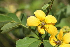 Senna gaudichaudii