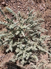 Buddleja scordioides